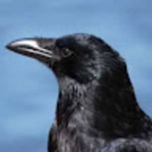 Meet your Posher, Raven